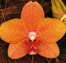 Phalaenopsis