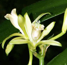 Vanilla planifolia