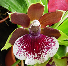 Zygopetalum