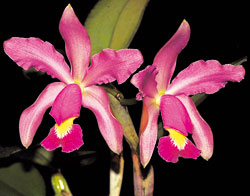 Cattleya Notturno