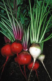 Rote und weiße Bete