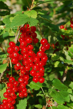 Rote Johannisbeeren