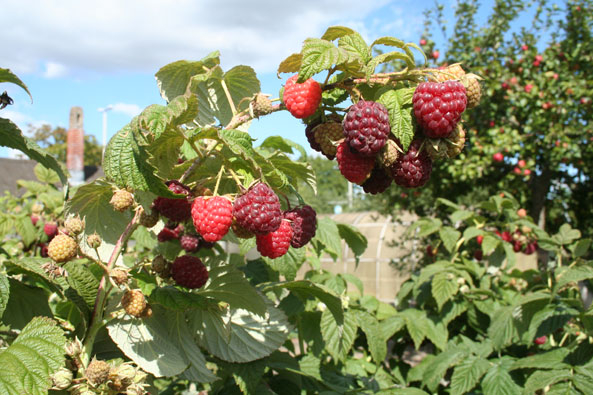 Himbeeren