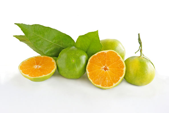 Orangen (Apfelsinen): in Wahrheit sind sie grün