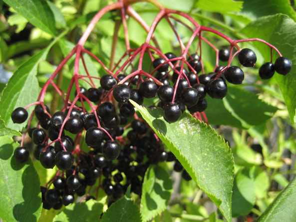 Holunderbeeren