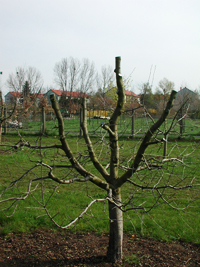 Pfropfen