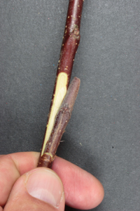 Chip-budding