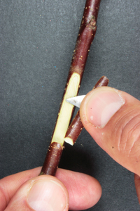 Chip-budding 2