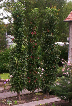 Säulenobst im Garten