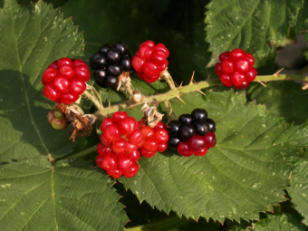 Brombeeren