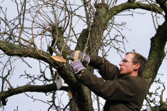 Auslichten eines Birnbaumes