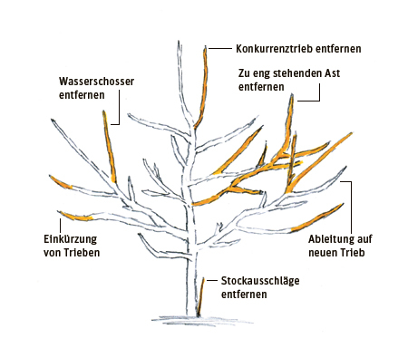 Schnitt einer Pyramidenkrone
