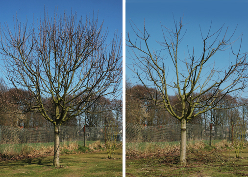 Zwölfjähriger Apfelbaum