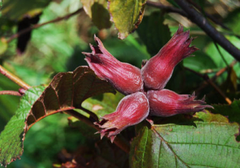 ‘Rote Lambertnuss’