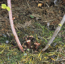 Herbsthimbeeren