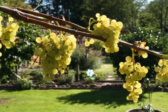 Weintrauben im Garten anbauen