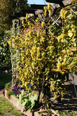 Pergola als Spalier