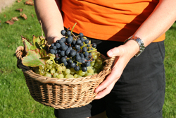 Weintrauben