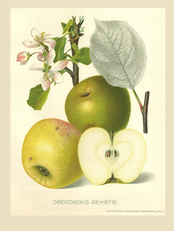 Obstsorte online bestimmen