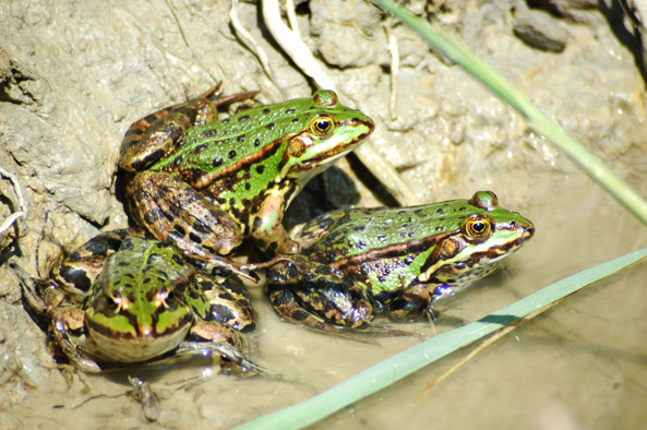 Amphibien und Reptilien