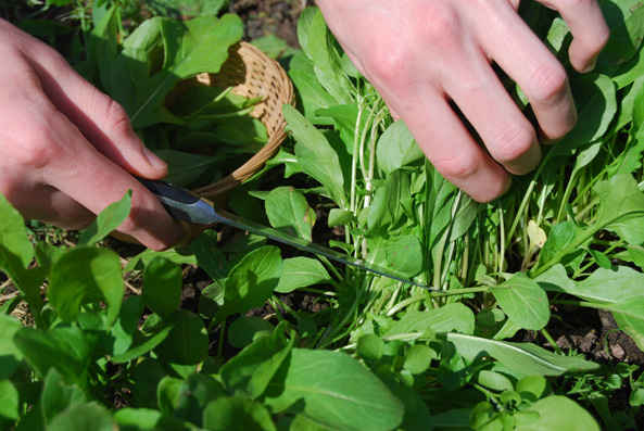 Rucola ernten