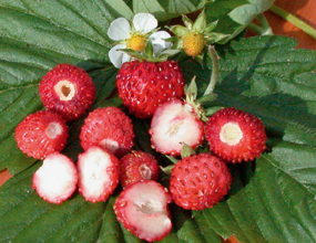 Walderdbeeren sind pflegeleichte Bodendecker
