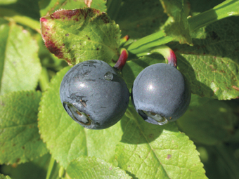 Waldheidelbeeren