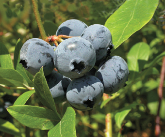 Kulturheidel­beeren