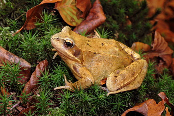 Grasfrosch