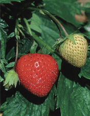 Erdbeere ‘Tenira’