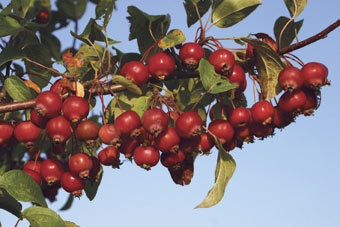 Zierapfel ‘Evereste’