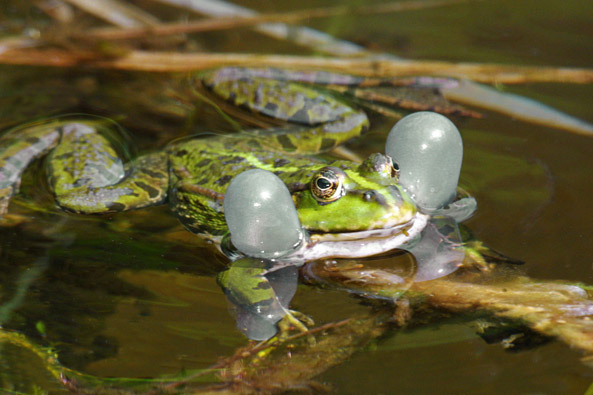 Teichfrosch