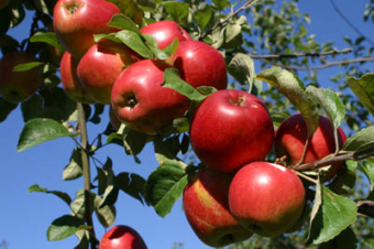 Apfelbaum