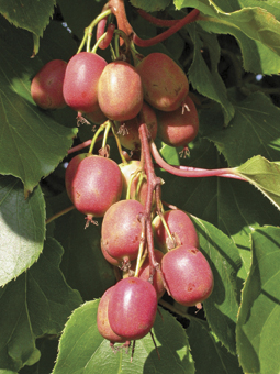 Minikiwi ‘Weiki’