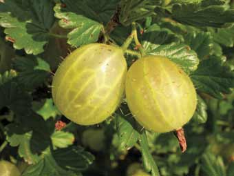 Stachelbeeren