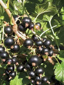 Schwarze Johnanisbeeren