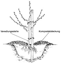 Richtige Pflanzung eines Baumes