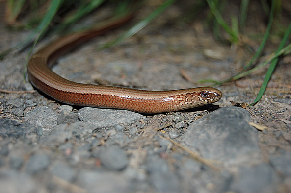 Blindschleiche