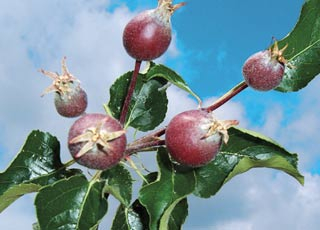 Apfelsorte 'Rubinette'