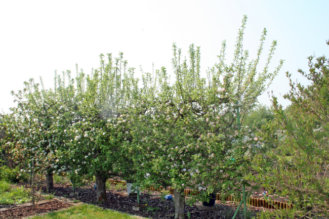 Ältere Obstbaumhecke
