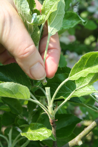 Krautartiger Jungtrieb eines Apfelbaumes