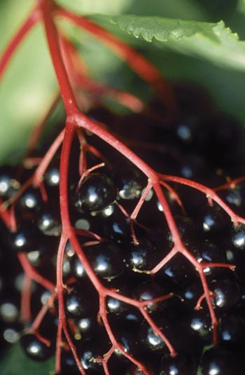 Holunderbeeren