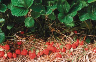 Erdbeeren