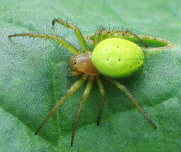 Kürbisspinne