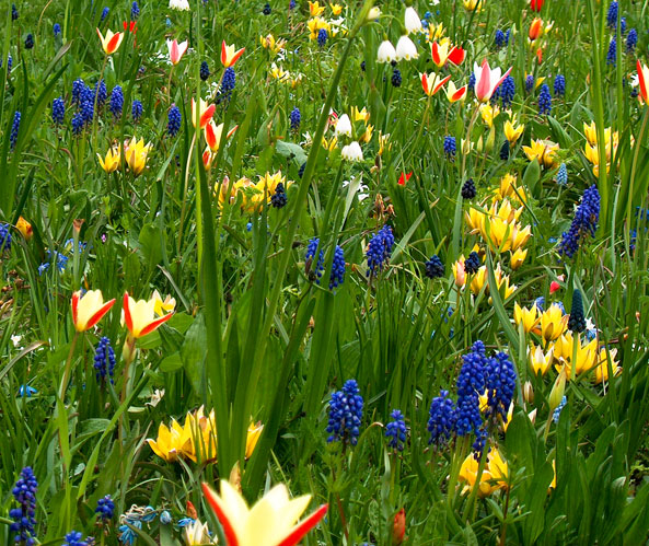 Blumenzwiebelmischungen