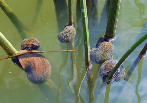 Apfel-Schnecke in Europa