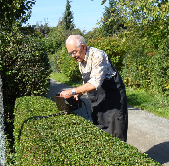 Ligusterhecke