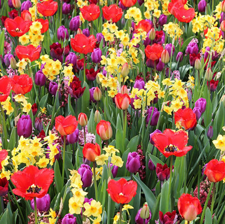 Blumenzwiebelmischungen