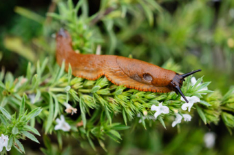 Spanische Wegschnecke