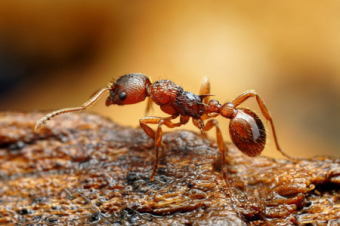 Rote Gartenameise (Myrmica rubra)